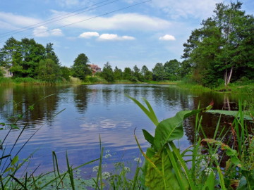 The river Dovine. The Netickampis pond