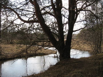 The river Gauja at Vaskeliai village