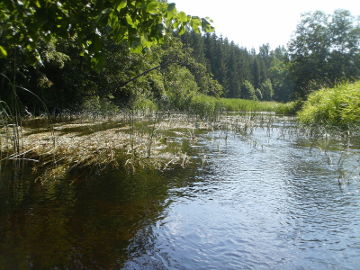 The river Nemunelis at Kvetkai village