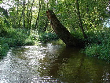 Upė Nevėža prie Kurklių