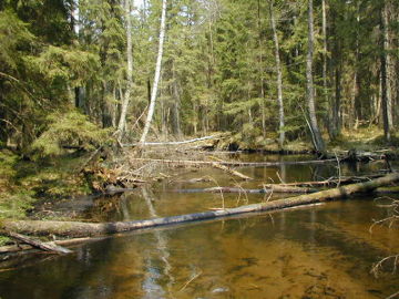 The river Persoksna